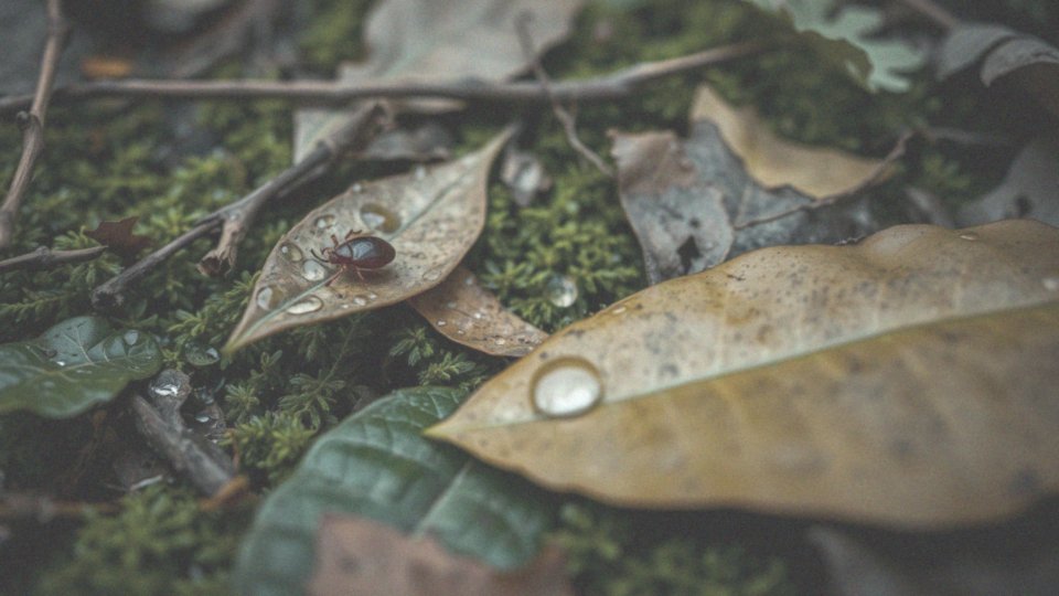 Czym jest bakteria Borrelia burgdorferi?