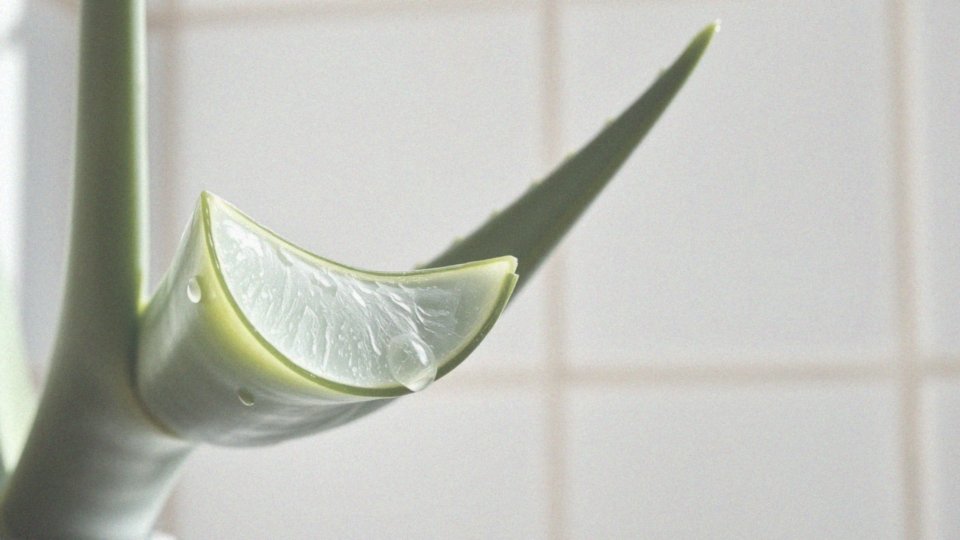 Jak aloes wspiera regenerację naskórka?
