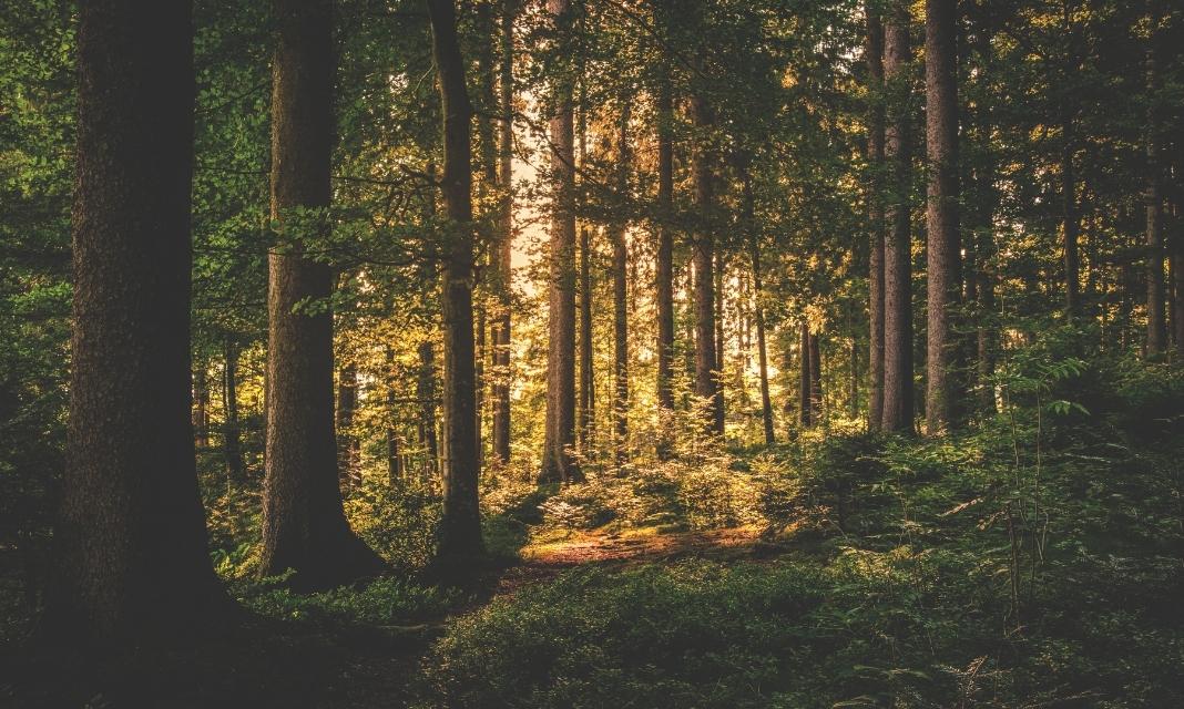 Znaczenie drzew w Częstochowie – ochrona przyrody blisko nas!